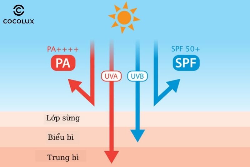 Mối quan hệ của PA và UVA, SPF và UVB