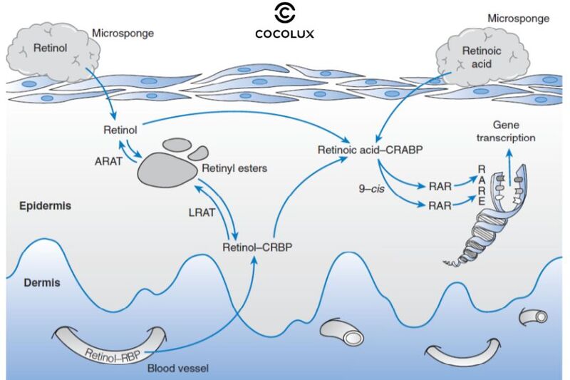 Cơ chế hoạt động của Retinol trên da