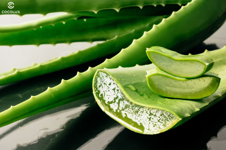 Nha đam tươi giàu vitamin và enzyme tự nhiên giúp làm dịu da đầu và phục hồi tế bào tóc hư tổn