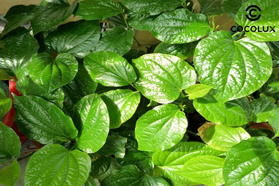 Trị h&ocirc;i n&aacute;ch tại nh&agrave; bằng l&aacute; lốt