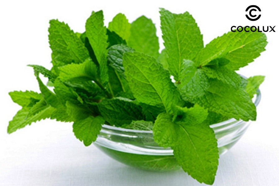 Trị h&ocirc;i n&aacute;ch tại nh&agrave; bằng l&aacute; bạc h&agrave;