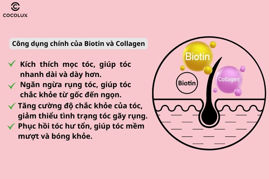 C&ocirc;ng dụng ch&iacute;nh của Biotin v&agrave; Collagen