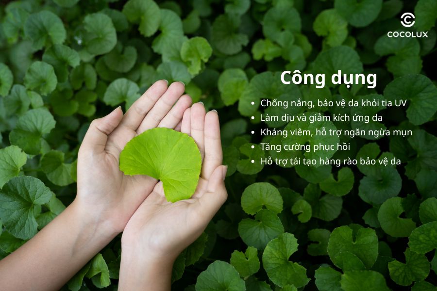 Một số công dụng tiêu biểu của kem chống nắng rau má